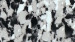 White-Platinum.jpg
